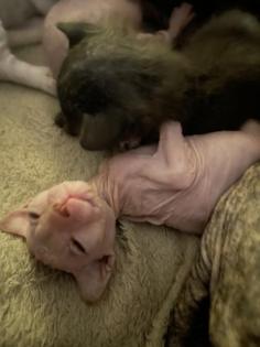 Sphynx Gummi, brush und Velours