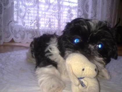 Reinrassige Shih-Tzu welpen