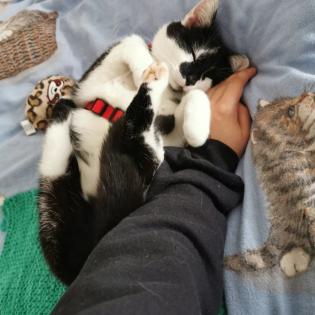 Allergienotfall Verschmuste, freundliche Katze