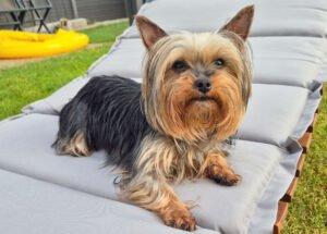 Nolly - Yorkshire-Terrier - weiblich 6 Jahre 20 cm 2 kg Gechipt Kastriert