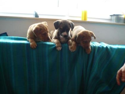 Mischlingswelpen, Vater Weimaraner/Labrador Mix Mischlingswelpen zu verkaufen. 1 R