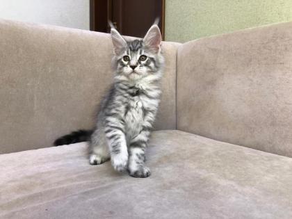 Verschmuste Maine Coon katzen