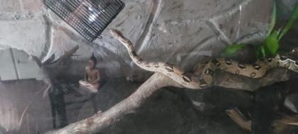 Boa Constrictor imperator