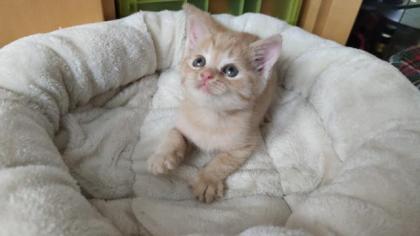 BKH Kitten