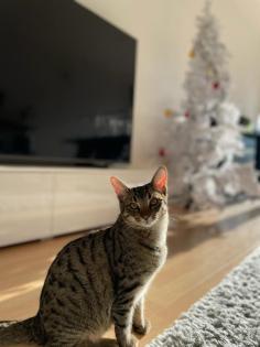 Kitten abzugeben 2 Kater