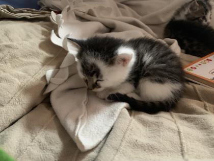 Maine Coon Kitten Mix, Katzenbabys Kätzchen