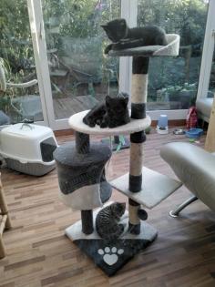 Kitten grau getigert, Hauskatze