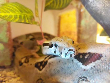 Verkaufe Boa Imperator Männchen Terrarium