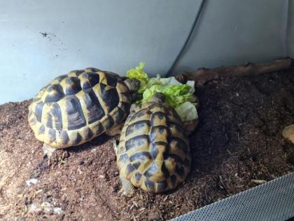 Landschildkröte