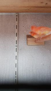 Kannarienvögel intensiv rot und Mosaik