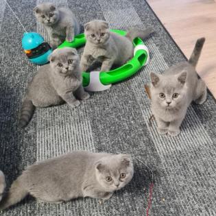Bkh schottische kitten