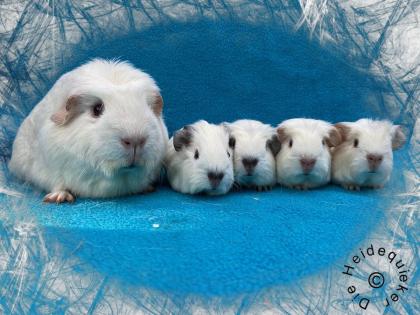 US Teddy Meerschweinchen, Kastrate und Erzieherschweinchen zur Abgabe
