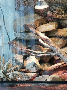 Gecko, Mauergecko mit Terrarium, Lampen und Einrichtung