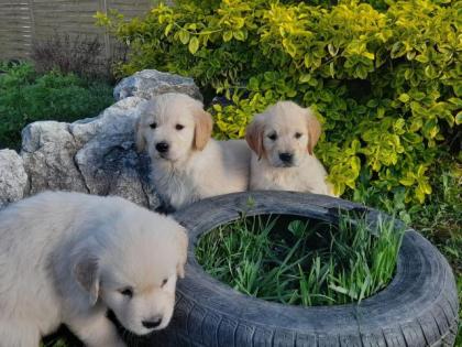 Golden Retriever Welpen abzugeben