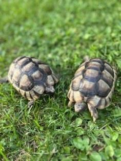 Schildkröten 2 Breitbandschildis abzugeben