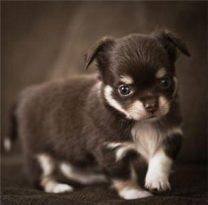 100 Reinrassige Chihuahua Welpen