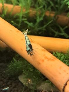 Caridina Deep Blue Bolt low-mid Süßwasser Garnelen