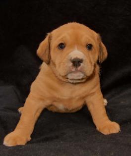 Englische Bulldogmischlinge zu verkaufen