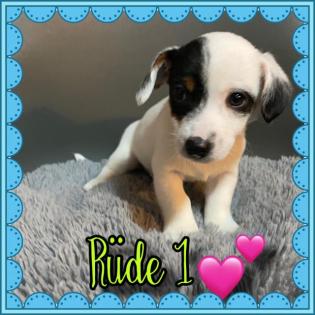 Kurzbeinige Jack Russell Welpen