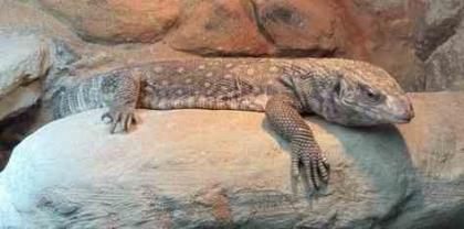 Steppenwaran varanus exanthematicus