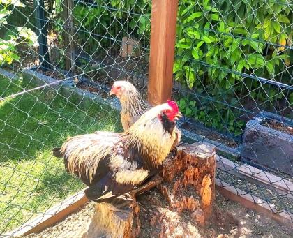 Keine Bruteier Araucana reinrassig Grünleger Blauleger