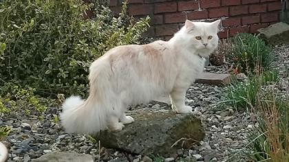 Ragdoll gesunder Deckkater Sepia/Solids Zeichnung creme / red