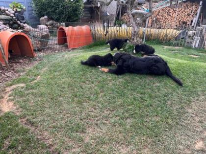Berner Sennenhund Welpen suchen noch ein Zuhause