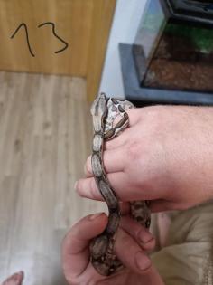 Boa constrictor Babys
