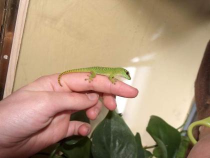 Grosser madagaskar Taggecko Ph. mad. Grandis
