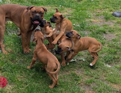 Reinrassige Boxer-Welpen