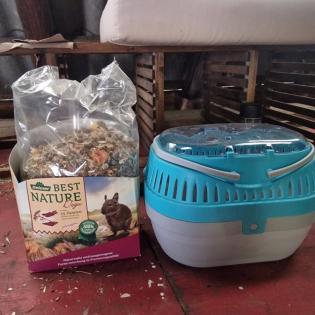 3 Degu Weibchen Geschwister