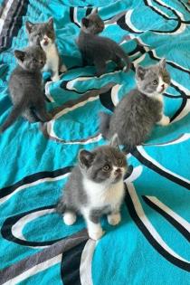 Wunderschöne Reinrassige Bkh Kitten