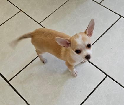 Chihuahuas reinrassig