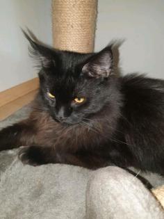 Zwei Maine Coon Kater