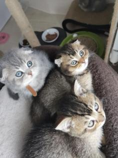 BKH kitten