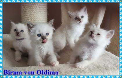 Birma Babys aus seriöser, registrierte Hobbyzucht mit Sitz im Nordrhein-Westfalen, Köln