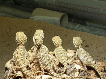 Zwergbartagamen Pogona Henrylawsoni