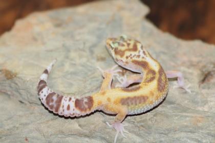 Leopardgecko Super Giant 0. 1