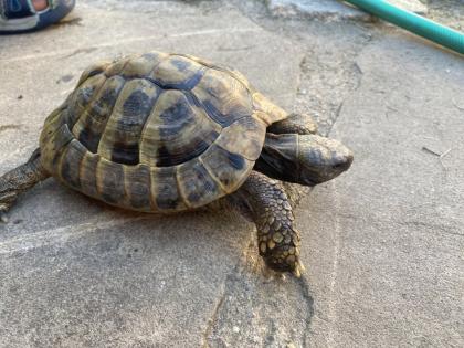 Verkaufe 2 griechische Landschildkröten, männlich