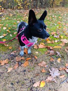 Chihuahua jack russel Hündin
