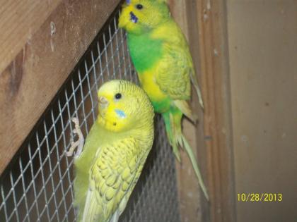 Junge Wellensittiche aus Aussenvoliere, und neues Vogelzubehör zu verkaufen