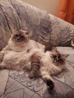 Zauberhafte Heilige Birmababys suchen Dich