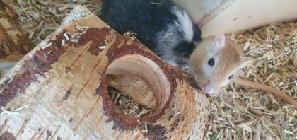 Zwei Rennmäuse mit Terrarium