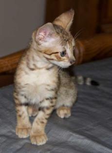Bengalen und Bengalinen Bengal Kitten Katzen Kater Katze