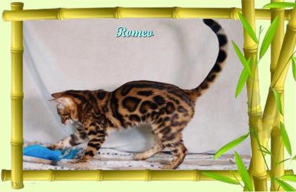 Exklusiver und pfiffiger Bengal Kater, Donat Rosetten, Eyecatcher, unkastriert