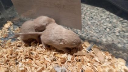 Wüstenrennmäuse Bebbis
