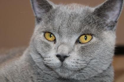 Bkh Deckkater