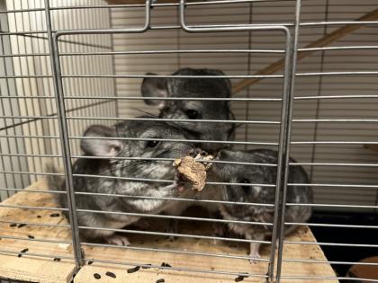 Chinchilla Babys, Weibchen und Männchen