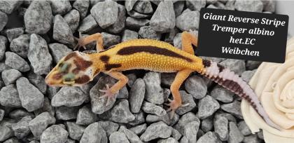 Tolle Leopardgecko Jungtiere aus 2023