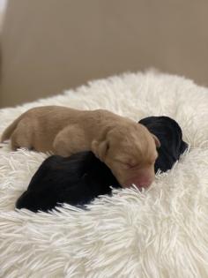 Labrador Welpen, reinrassig, Babylabradore
